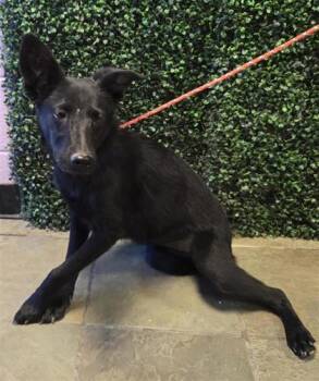 61146855 -  Mixed Breed Dog for Adoption in El Paso, Texas - 61146855 | PetCurious