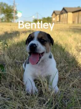 BENTLEY -  Mixed Breed Dog for Adoption in Dallas, Texas - BENTLEY | PetCurious