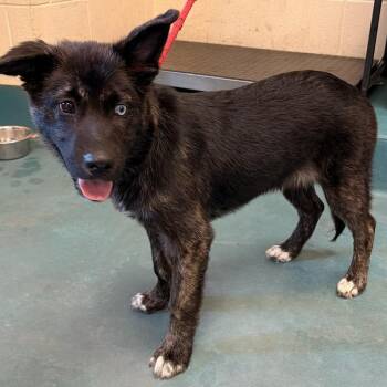 CORVID -  Mixed Breed Dog for Adoption in Memphis, Tennessee - CORVID | PetCurious