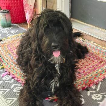 Rue -  Black Labrador Retriever and Poodle Dog for Adoption in Quinton, Alabama - Rue | PetCurious
