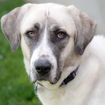 Reece -  Anatolian Shepherd and Great Pyrenees Dog for Adoption in Nashville, Tennessee - Reece | PetCurious