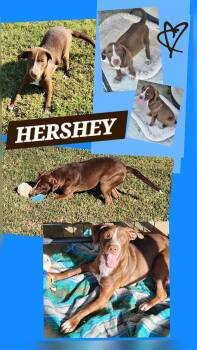 Labrador Retriever and Pointer Dogs Available for Adoption in Jackson, Tennessee - HERSHEY | PetCurious