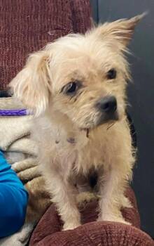 Freya -  Terrier Dog for Adoption in Rootstown, Ohio - Freya | PetCurious