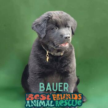 Bauer -  Black Labrador Retriever and Chow Chow Dog for Adoption in Wasilla, Alaska - Bauer | PetCurious
