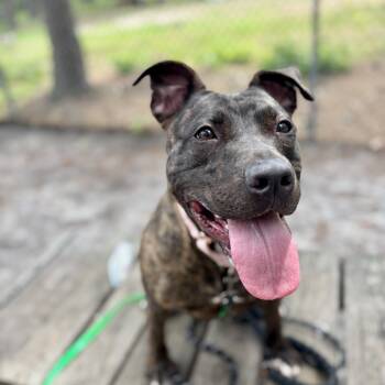 Rescue Mixed Breed Dogs for Adoption in Newark, New Jersey - Nivea | PetCurious
