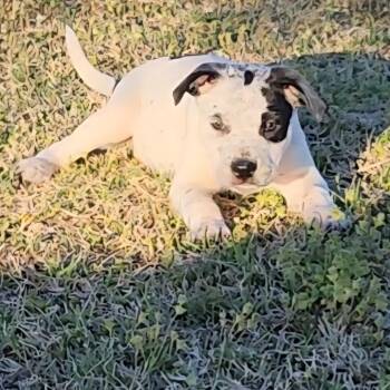 Pit Bull Terrier Dogs Available for Adoption - Colleen | PetCurious