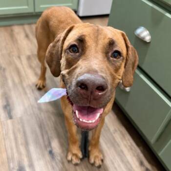 Rumi Bloom Radiant -  Labrador Retriever and Mastiff Dog for Adoption in Friendswood, Texas - Rumi Bloom Radiant | PetCurious