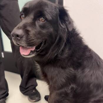 J.B. -  Labrador Retriever and Border Collie Dog for Adoption in Abilene, Texas - J.B. | PetCurious
