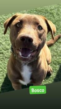 American Staffordshire Terrier Dogs Available for Adoption in San Diego, California - Bosco | PetCurious