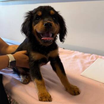 IVHS-Stray-140006 -  Rottweiler Dog for Adoption in San Gabriel, California - IVHS-Stray-140006 | PetCurious