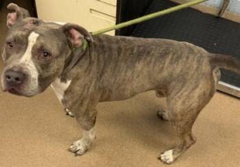 Ghoul -  Mixed Breed Dog for Adoption in Chamblee, Georgia - Ghoul | PetCurious