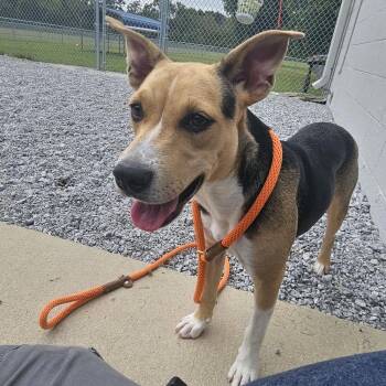 Muffin -  Mixed Breed Dog for Adoption in Hendersonville, North Carolina - Muffin | PetCurious