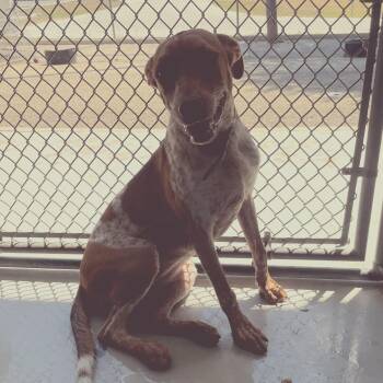 Rescue Australian Cattle Dog Blue Heeler Dogs for Adoption in Seguin, Texas - Missie | PetCurious