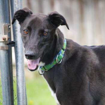 Magic -  Lurcher Dog for Adoption in Hayward, Wisconsin - Magic | PetCurious