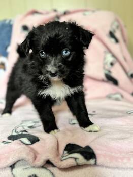 Pomeranian and Australian Shepherd Dogs Available for Adoption - Muffin  | PetCurious