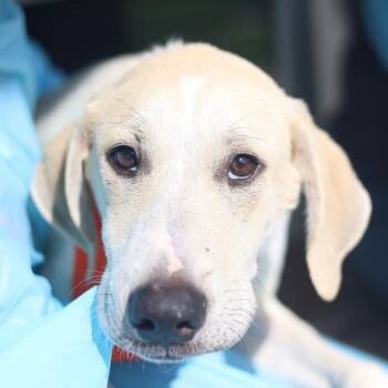 BLANKET -  Labrador Retriever Dog for Adoption in San Antonio, Texas - BLANKET | PetCurious