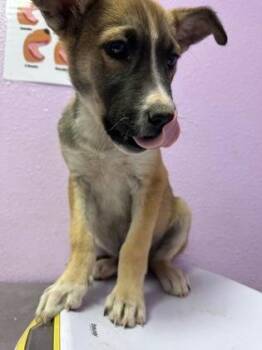 German Shepherd Dog and Mixed Breed Dogs Available for Adoption in El Paso, Texas - 60918528 | PetCurious
