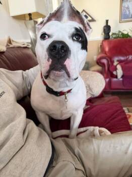 Mixed Breed Dogs Available for Adoption - Paris | PetCurious