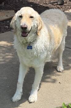 Biscuit -  Golden Retriever and Great Pyrenees Dog for Adoption in Mount Airy, North Carolina - Biscuit | PetCurious