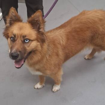 08/29/2026-Stray-MeadowbrookDrive -  Mixed Breed Dog for Adoption in Columbus, Georgia - 08/29/2026-Stray-MeadowbrookDrive | PetCurious