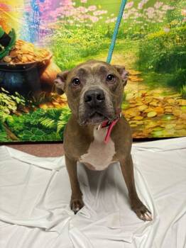 Pit Bull Terrier Dogs Available for Adoption - Daisy | PetCurious