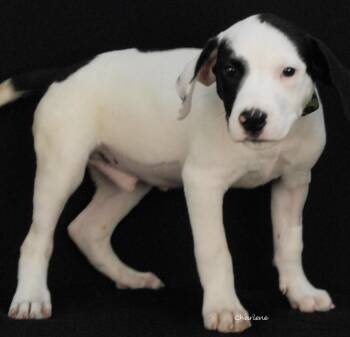 Idol -  Beagle and Labrador Retriever Dog for Adoption in Newland, North Carolina - Idol | PetCurious
