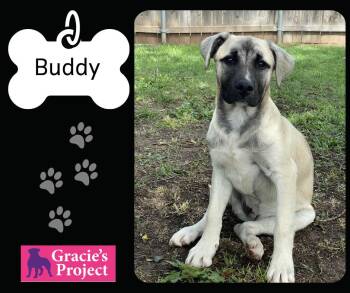 Anatolian Shepherd Dogs Available for Adoption in Canyon, Texas - Buddy | PetCurious