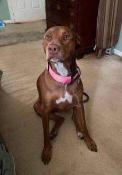 Athena    (Tessa) -  Doberman Pinscher and Pit Bull Terrier Dog for Adoption - Athena    (Tessa) | PetCurious
