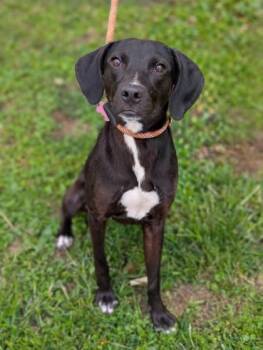 Labrador Retriever Dogs Available for Adoption in Gulfport, Mississippi - Darcie | PetCurious