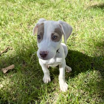 Baloo -  American Staffordshire Terrier Dog for Adoption in Park Forest, Illinois - Baloo | PetCurious