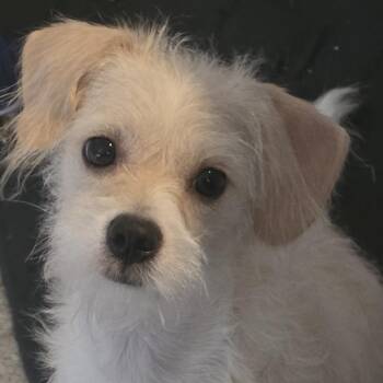 PENELOPE GRACE -  Havanese and Terrier Dog for Adoption in Graham, Washington - PENELOPE GRACE | PetCurious
