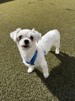 Maltese Dogs Available for Adoption in Scotch Plains, New Jersey - Bolt | PetCurious