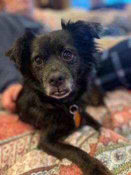 Sparky -  Chihuahua and Pomeranian Dog for Adoption in Seattle, Washington - Sparky | PetCurious
