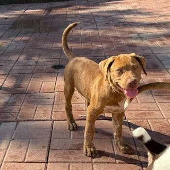 Rescue Labrador Retriever and Boxer Dogs for Adoption in Spring, Texas - Care Bear | PetCurious