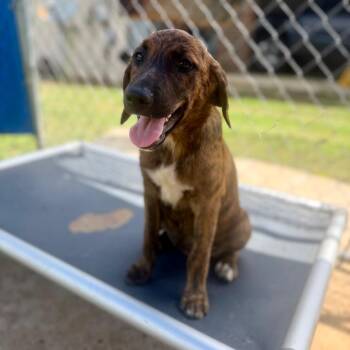 Regina -  Hound and Labrador Retriever Dog for Adoption in Parrish, Alabama - Regina | PetCurious