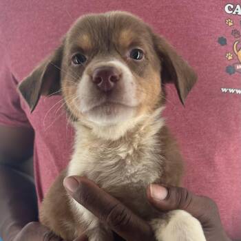 Eugene - Local October 9-11 -  Catahoula Leopard Dog Dog for Adoption in Brookshire, Texas - Eugene - Local October 9-11 | PetCurious