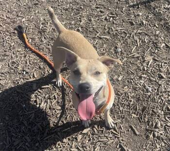 Chihuahua Dogs Available for Adoption - SANDY | PetCurious