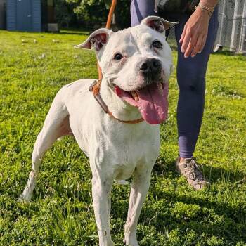 Lucky Stars ~ Coming Soon!!! -  Pit Bull Terrier Dog for Adoption in Chicago, Illinois - Lucky Stars ~ Coming Soon!!! | PetCurious