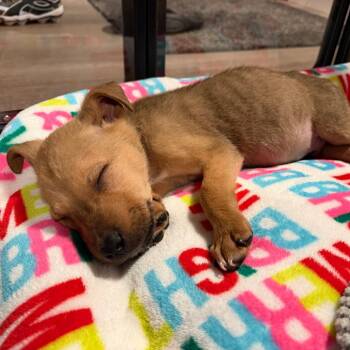 Stu -  Husky and Pit Bull Terrier Dog for Adoption in Northville, Michigan - Stu | PetCurious