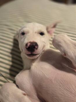 Casper -  Labrador Retriever and Terrier Dog for Adoption in San Diego, California - Casper | PetCurious