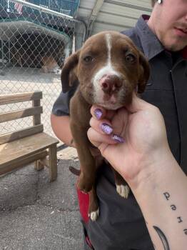 Labrador Retriever Dogs Available for Adoption - Chai (Brown And White Girl) | PetCurious
