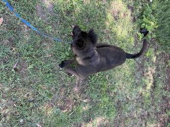 Moon -  Belgian Shepherd Malinois Dog for Adoption in Chula Vista, California - Moon | PetCurious