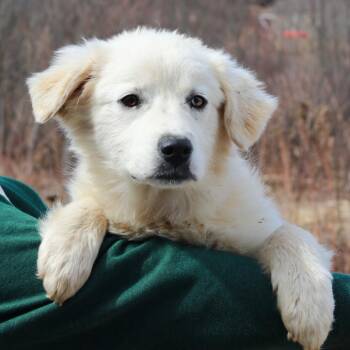 Great Pyrenees and Husky Dogs Available for Adoption - CT Hera | PetCurious