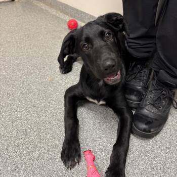 Black Labrador Retriever Dogs Available for Adoption in Batavia, Ohio - Carver | PetCurious