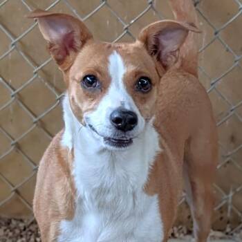 Leah -  Rat Terrier and Mixed Breed Dog for Adoption in Buchanan Dam, Texas - Leah | PetCurious