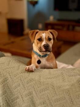 American Bulldog and American Foxhound Dogs Available for Adoption - Cassini | PetCurious