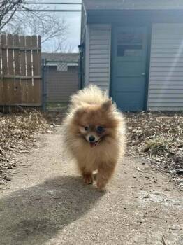 Pomeranian Dogs Available for Adoption in Minneapolis, Minnesota - Sloppy Joe | PetCurious