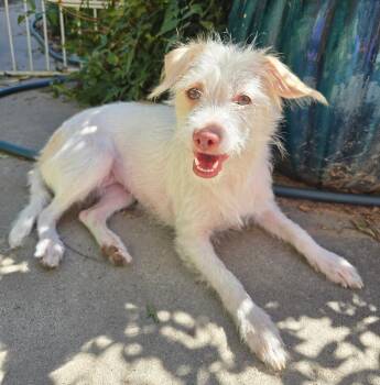 Delightful Lil Ms Dewdrop - Westiepoo -  West Highland White Terrier Westie and Poodle Dog for Adoption in North Valley, New Mexico - Delightful Lil Ms Dewdrop - Westiepoo | PetCurious