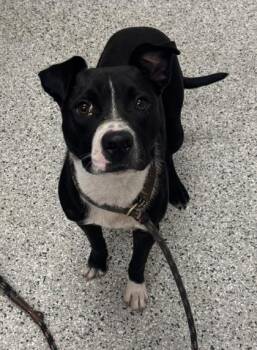 Raphael -  Mixed Breed Dog for Adoption in Kansas City, Missouri - Raphael | PetCurious