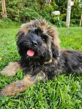 Huckleberry -  Shih Tzu Dog for Adoption in Grove City, Ohio - Huckleberry | PetCurious